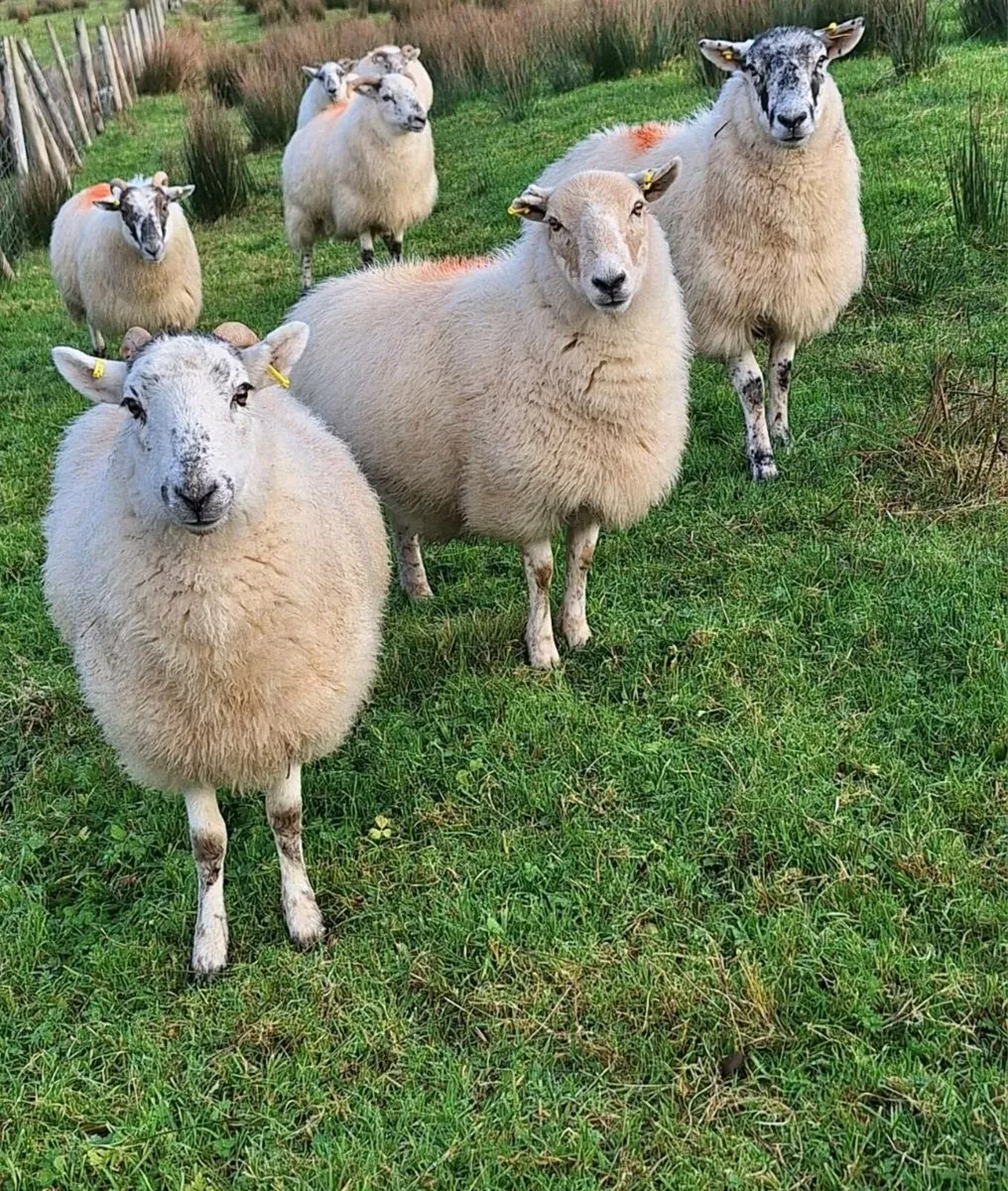 Hoggets xbred - Image 2