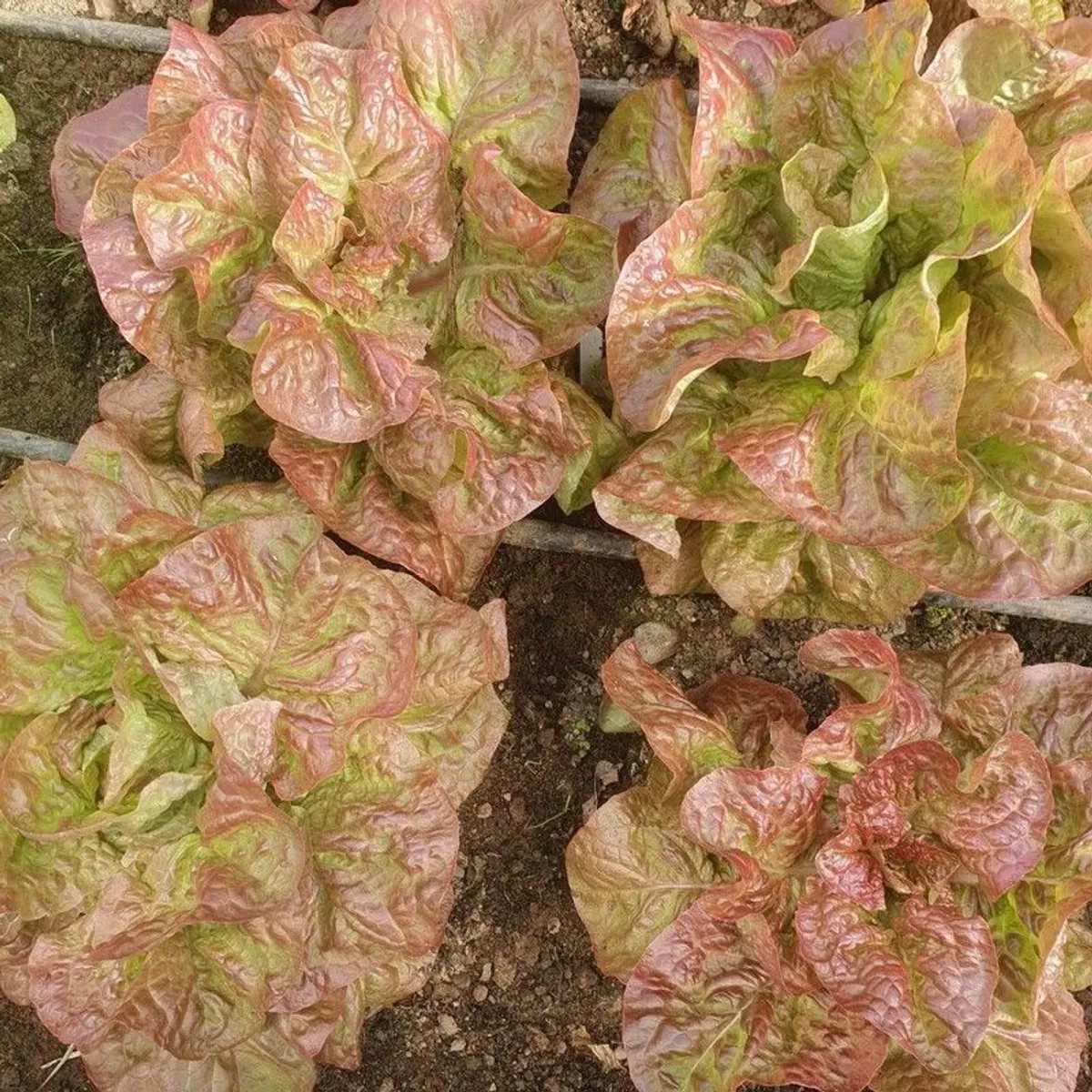 Butterhead Lettuce 'Mira' - Image 1