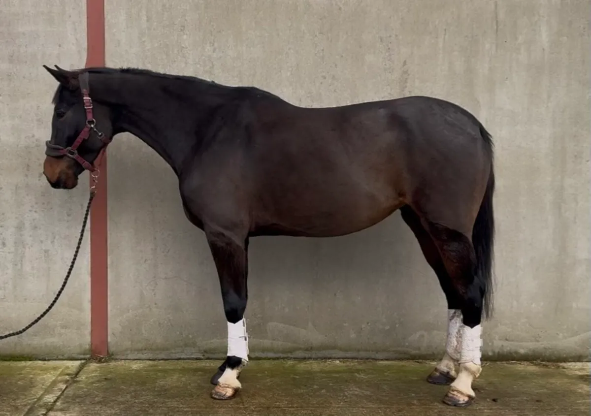 16.1h, 7 yo, Bay mare, ISH - Image 1