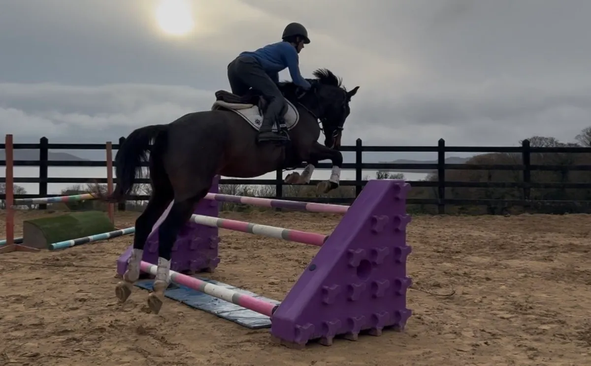 16.1h, 7 yo, Bay mare, ISH - Image 2