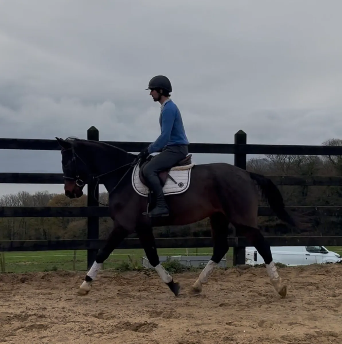16.1h, 7 yo, Bay mare, ISH - Image 3