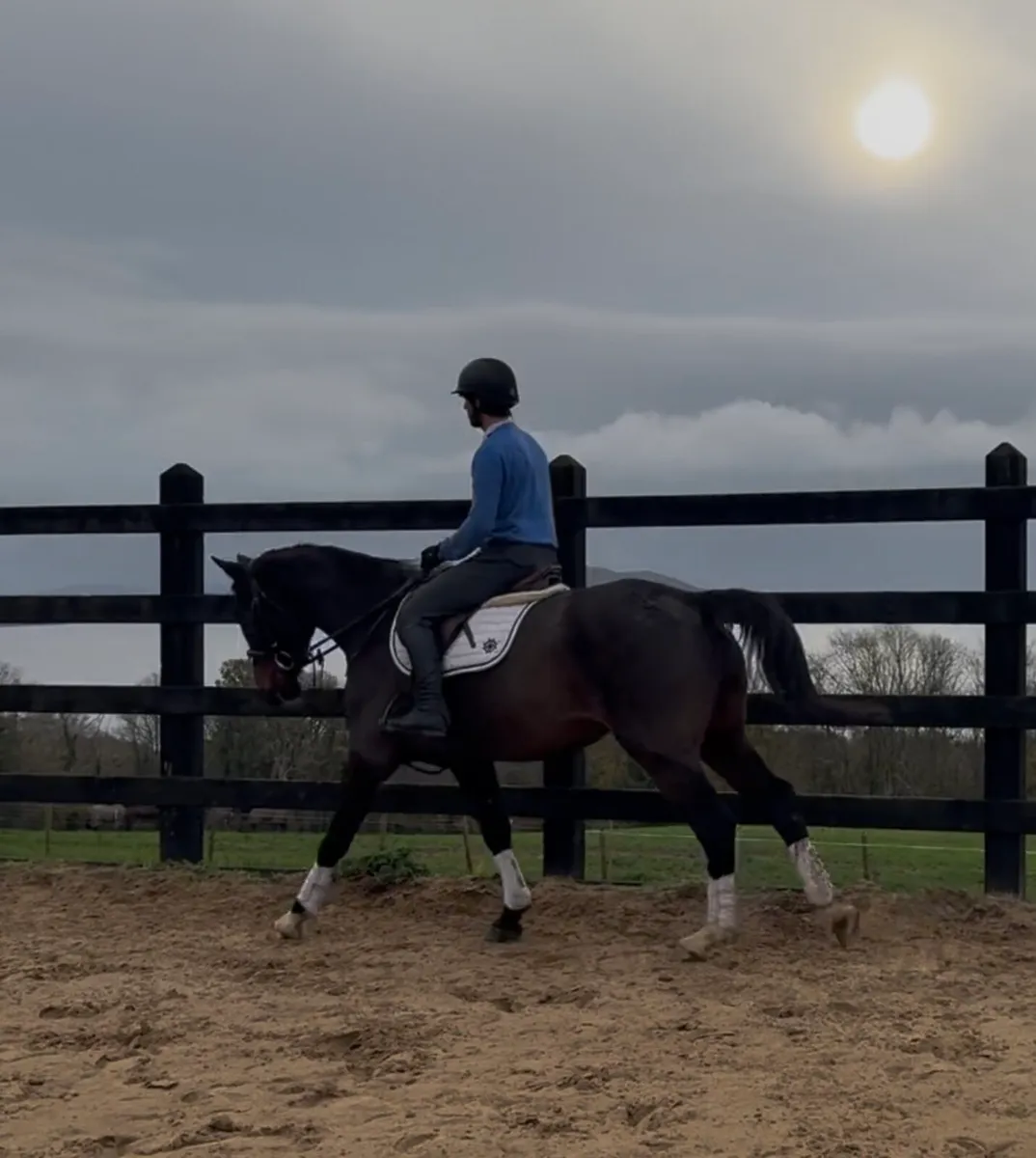 16.1h, 7 yo, Bay mare, ISH - Image 4