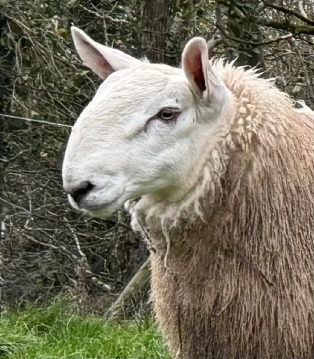 North country Cheviot ram lambs - Image 1