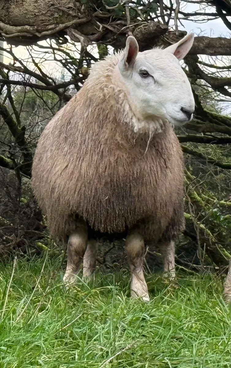 North country Cheviot ram lambs - Image 2