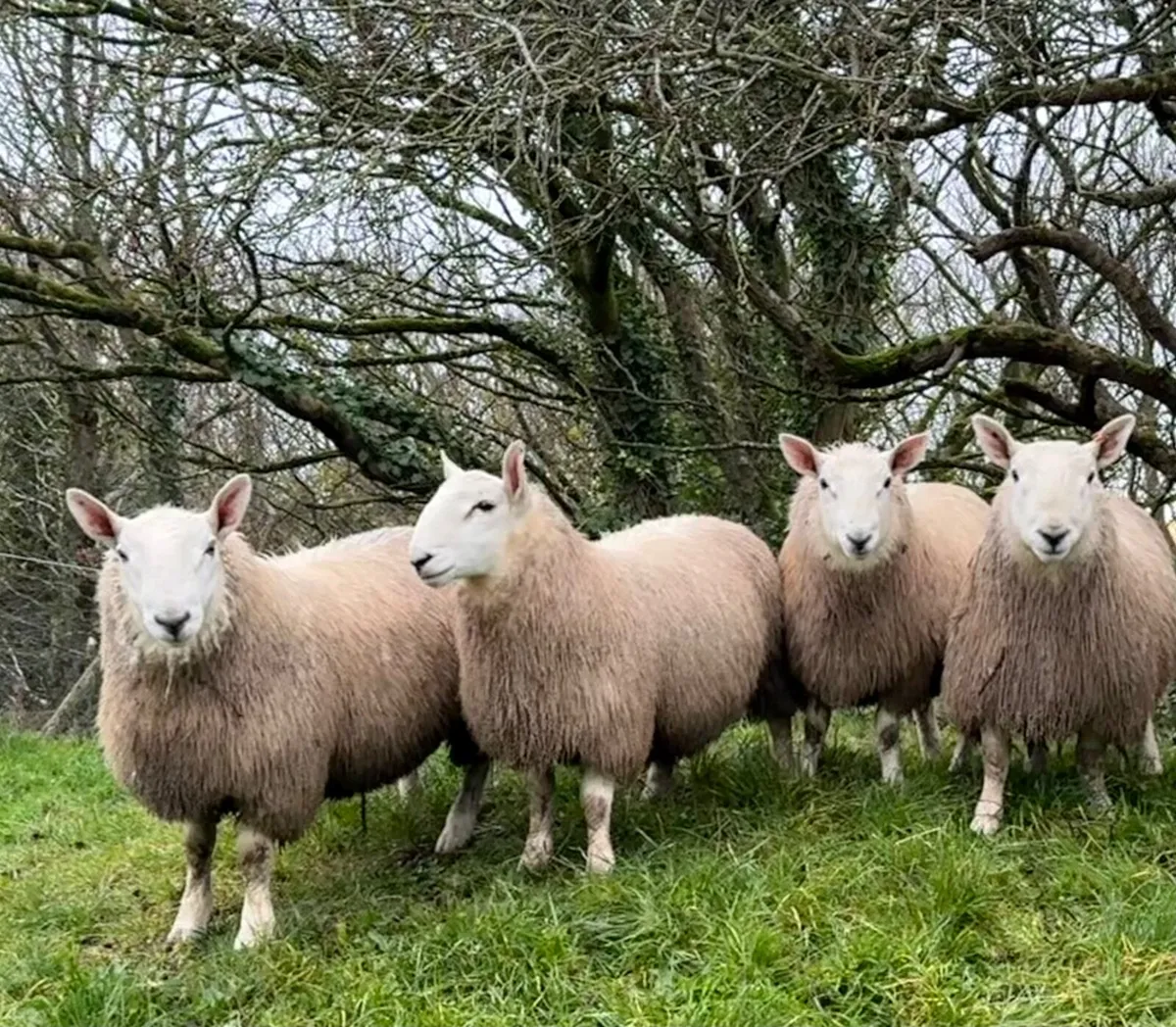 North country Cheviot ram lambs - Image 3