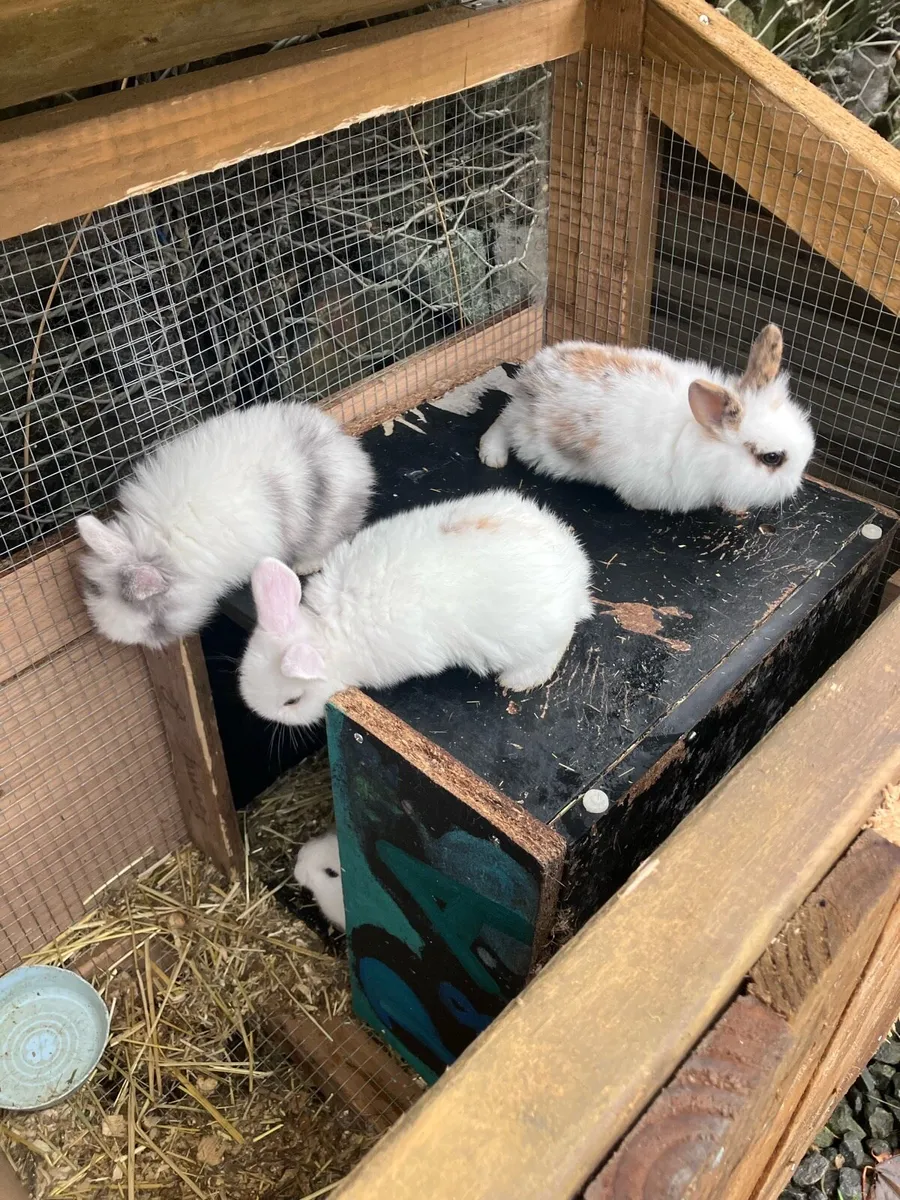 Baby rabbits - Image 4
