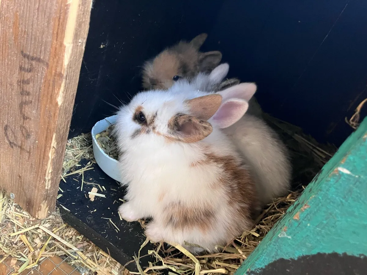 Baby rabbits - Image 1