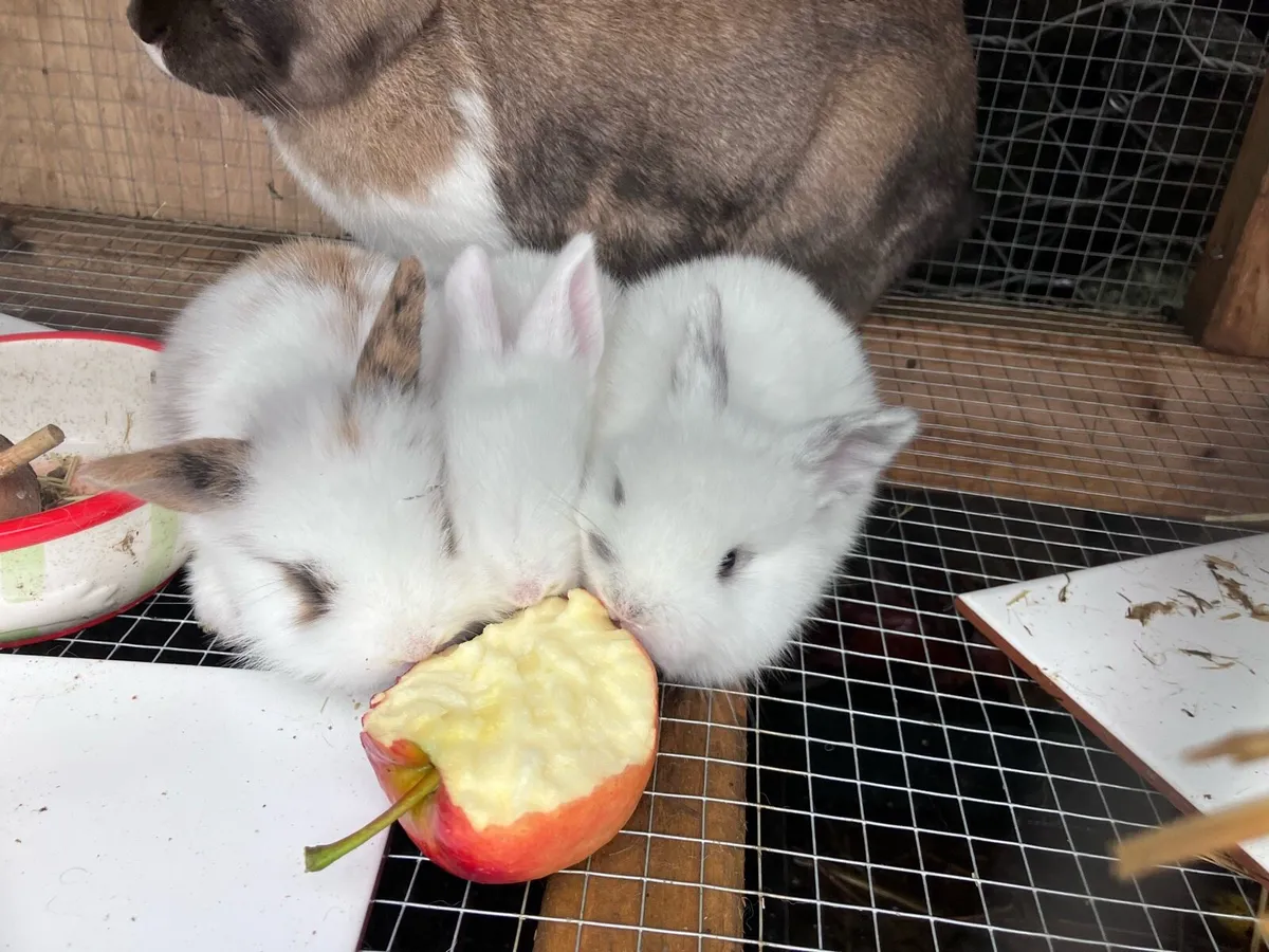 Baby rabbits - Image 2