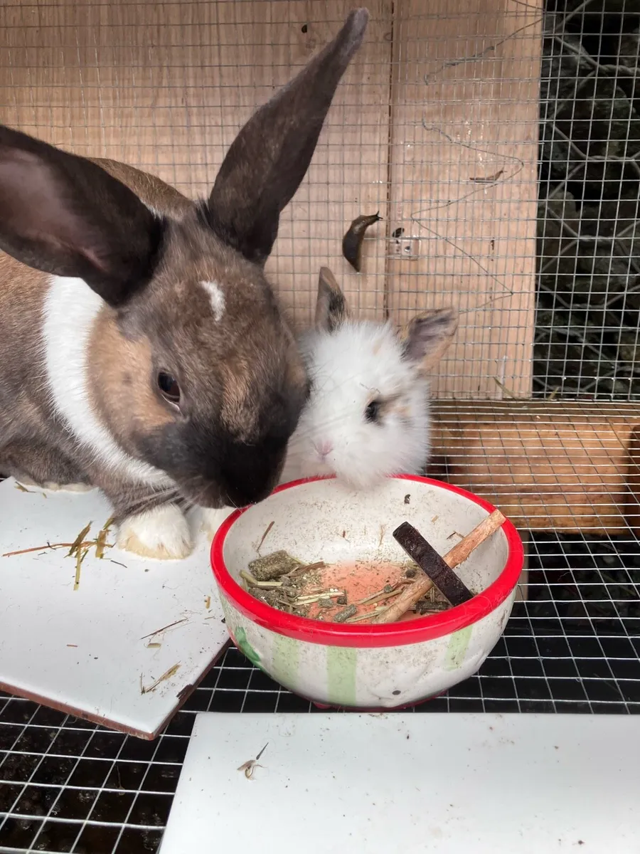 Baby rabbits - Image 4