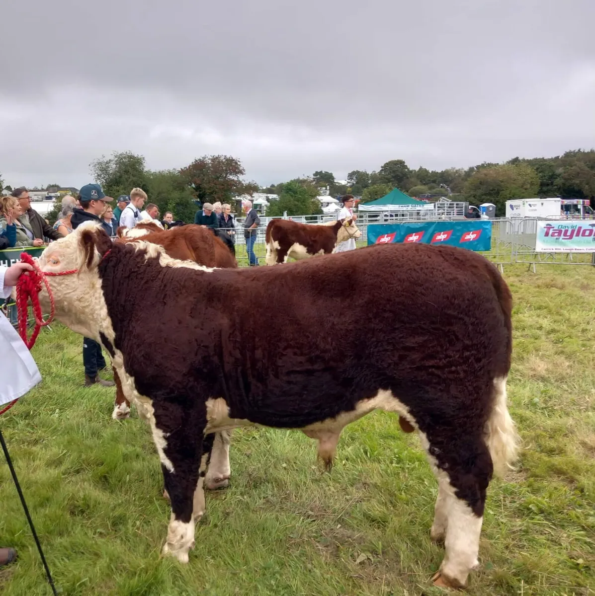 Pedigree Hereford Bulls - Image 1