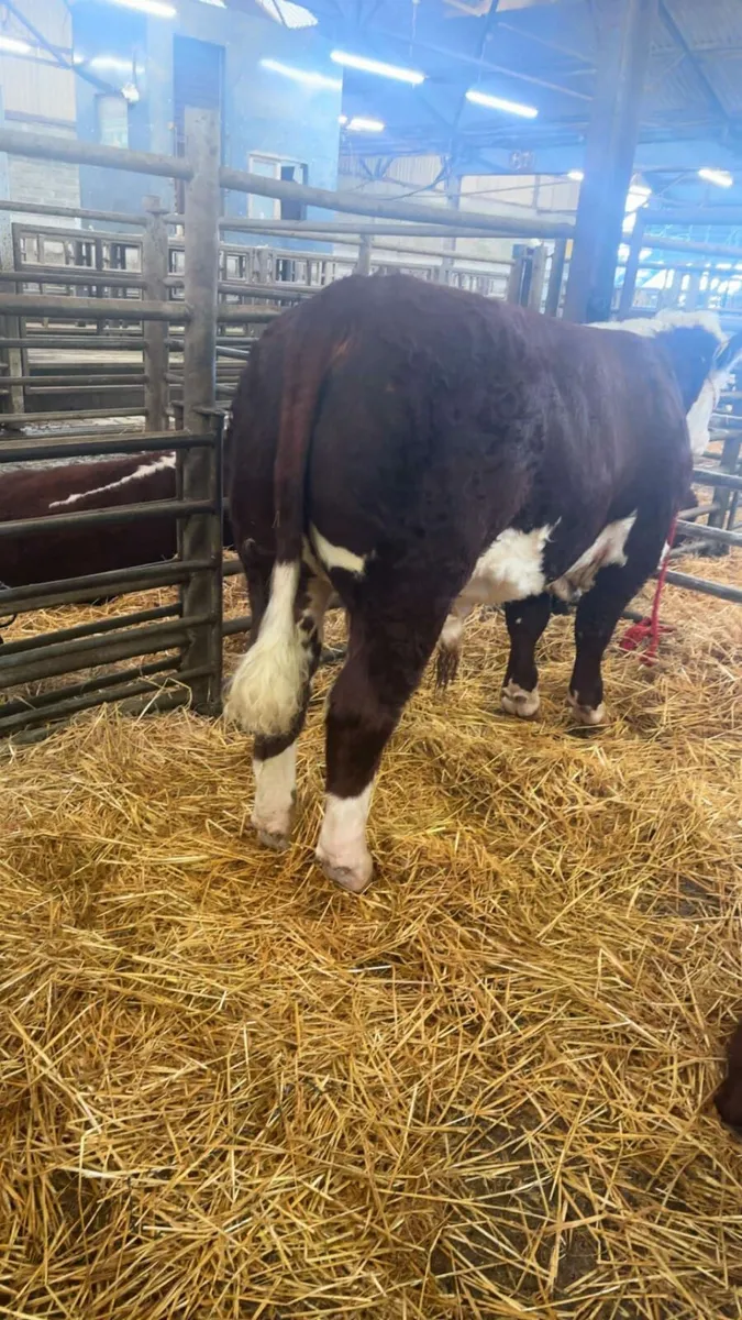 Pedigree Hereford Bulls - Image 2