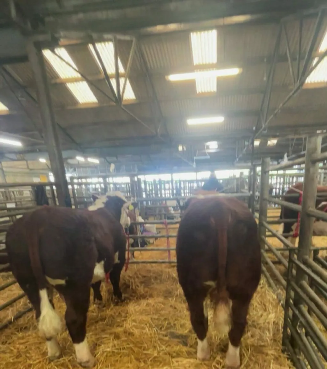Pedigree Hereford Bulls - Image 3