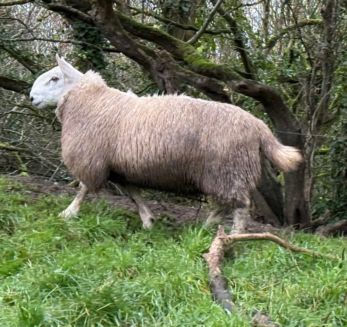North country Cheviot ram lambs - Image 4