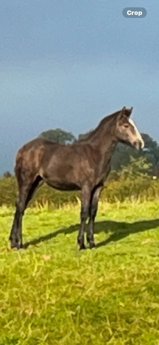 Irish draught filly foal - Image 1