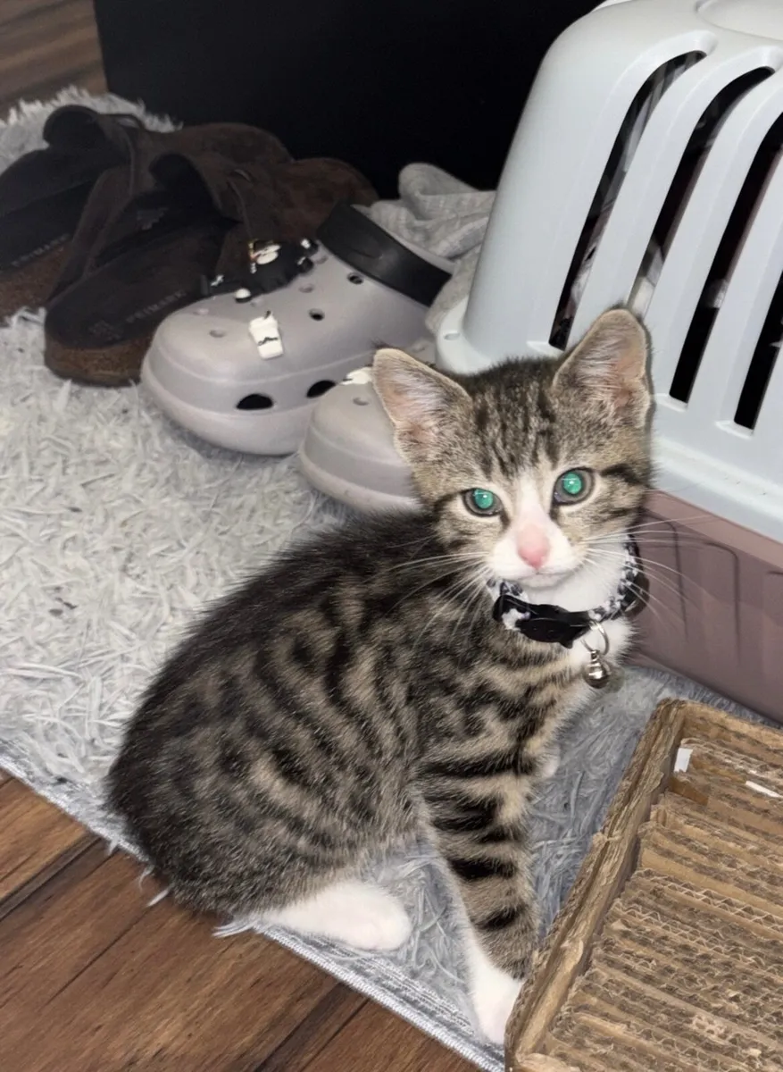 Female Kitten - Image 1