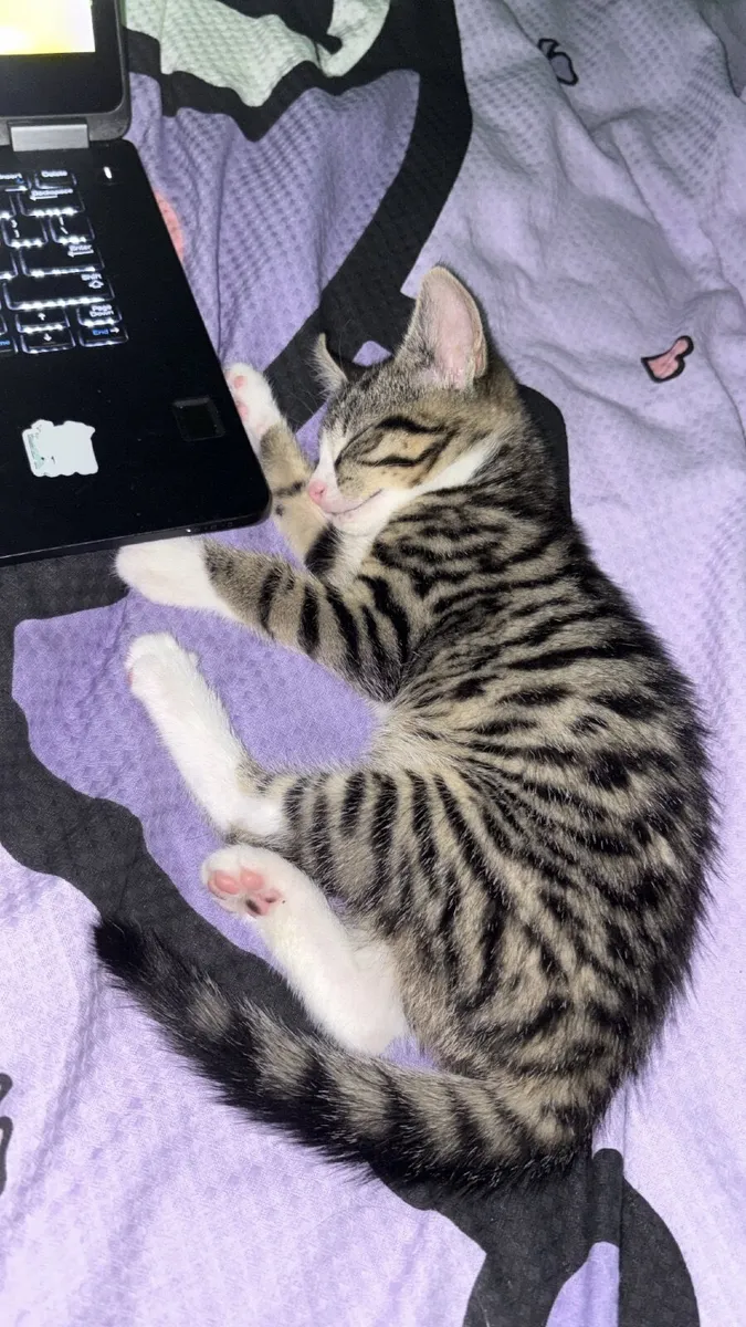 Female Kitten - Image 2