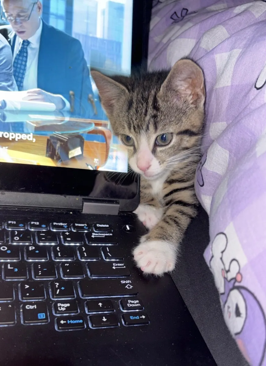 Female Kitten - Image 3