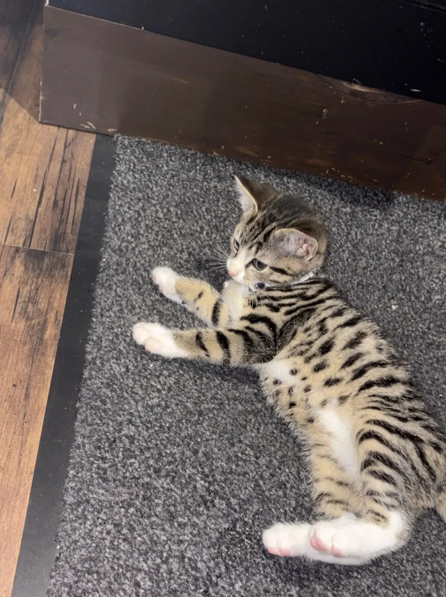 Female Kitten - Image 4