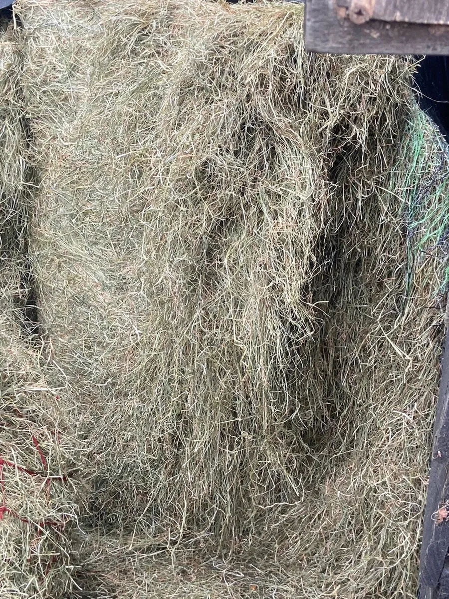 Top quality Haylage - Image 2