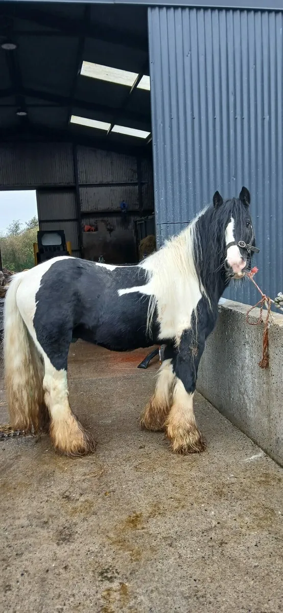 Driving cob - Image 2