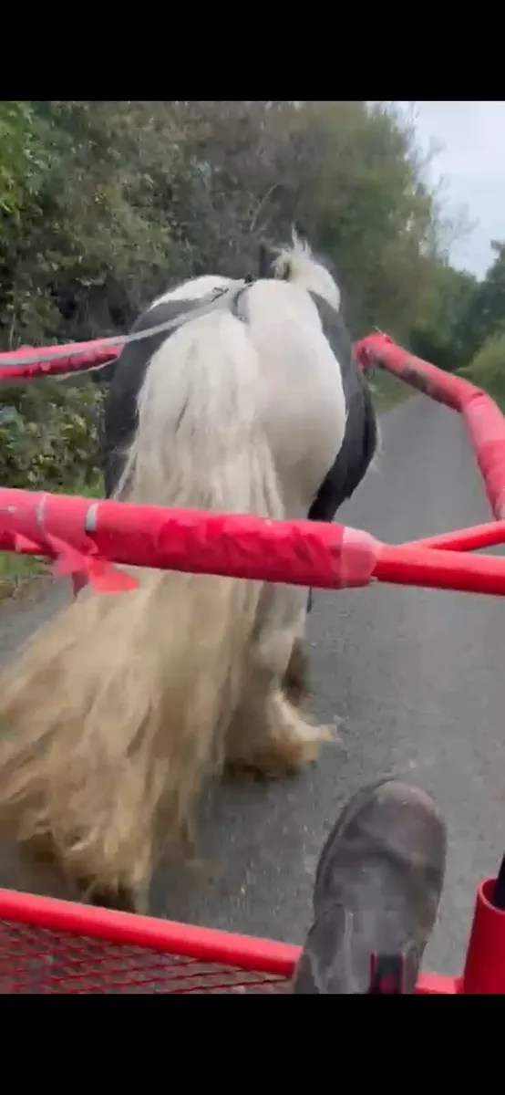 Driving cob - Image 3