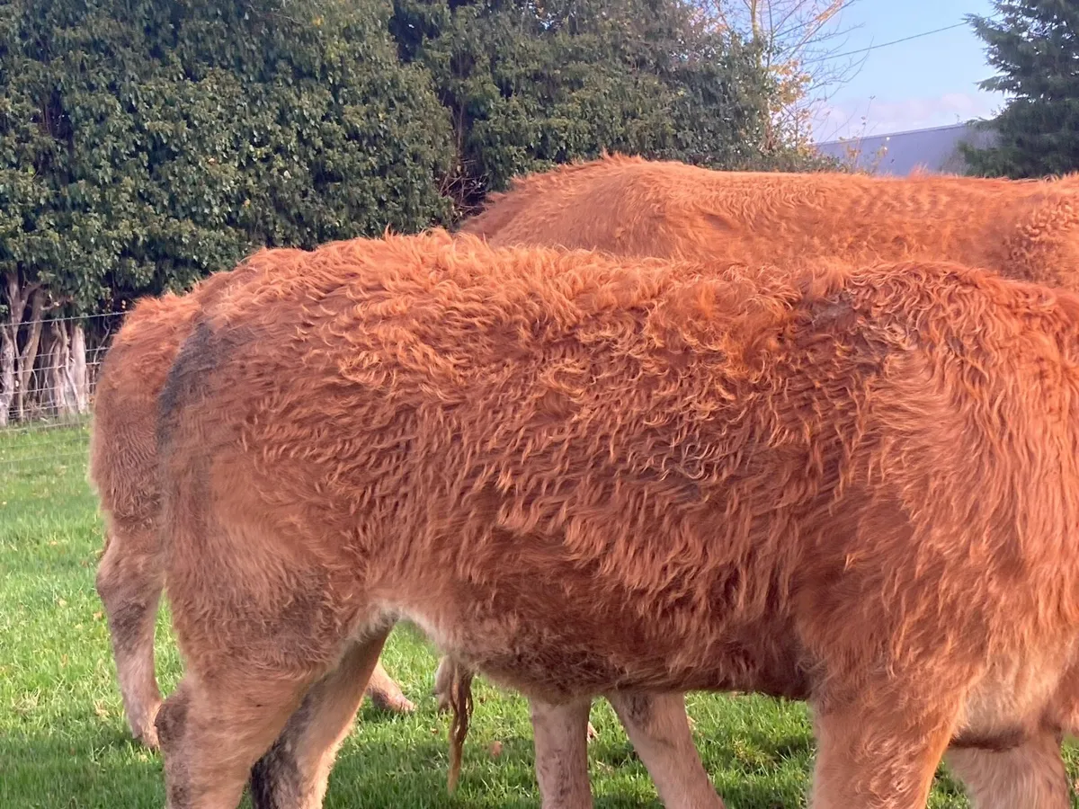 Limousin PBR Heifers - Image 1