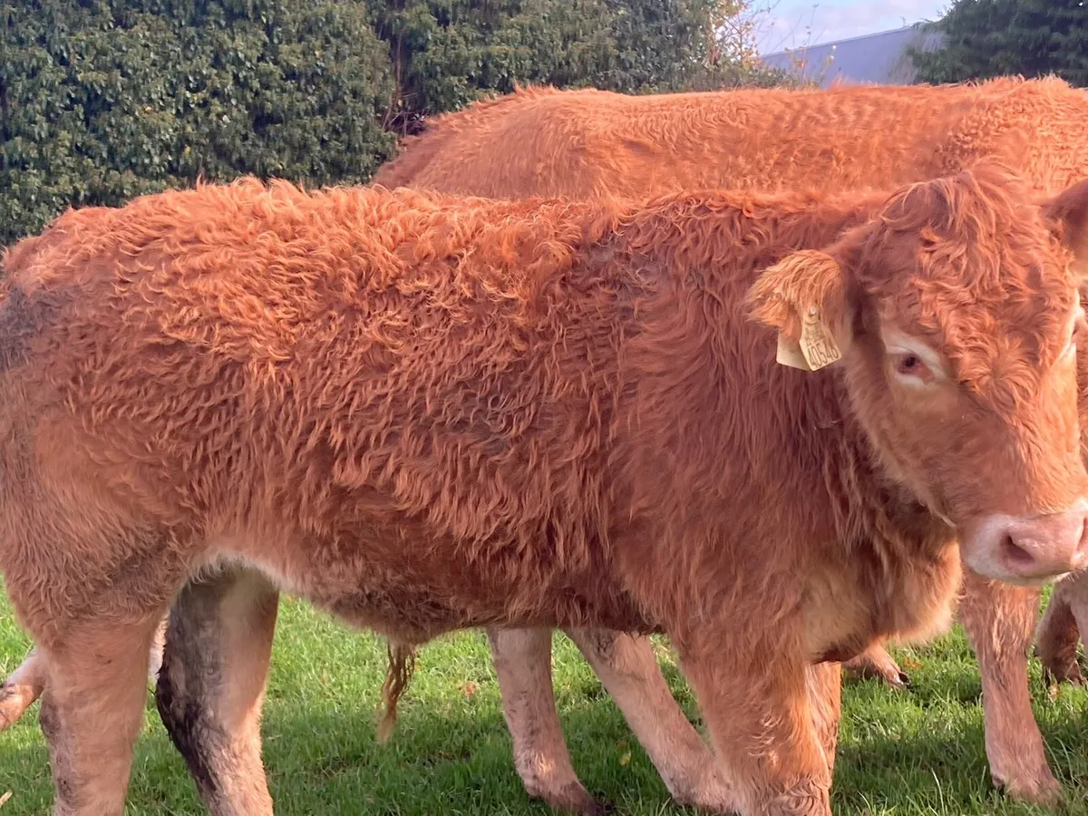 Limousin PBR Heifers - Image 2