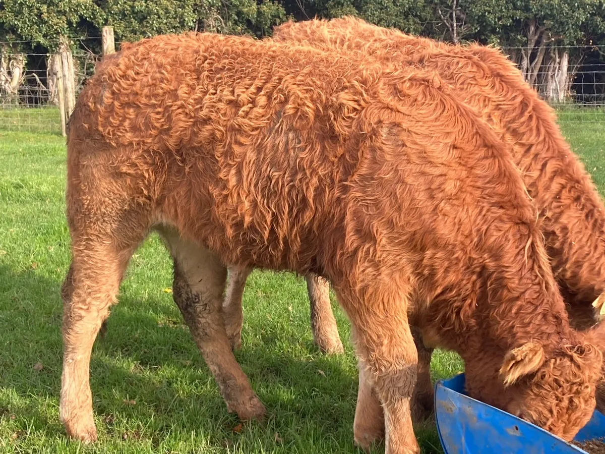 Limousin PBR Heifers - Image 3
