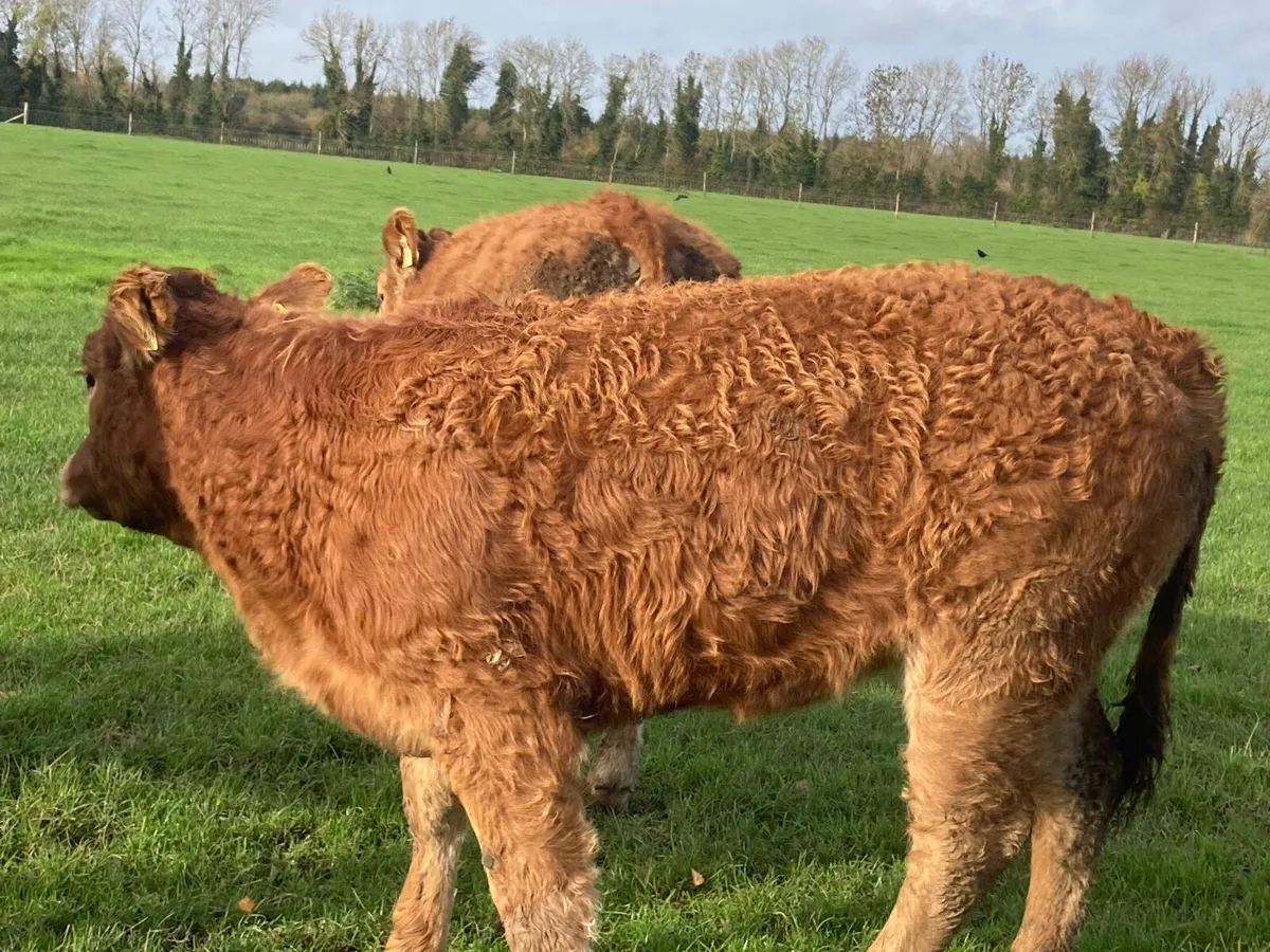 Limousin PBR Heifers - Image 4