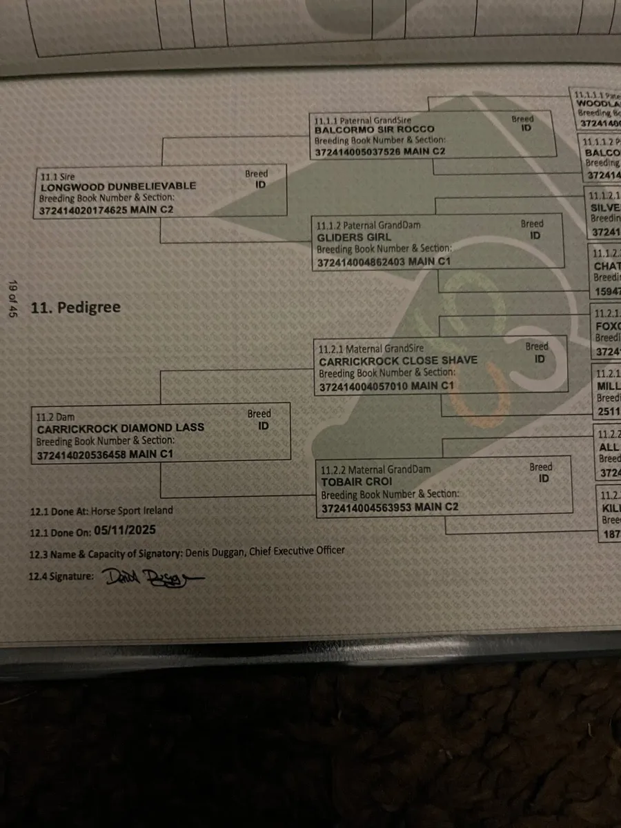 Irish draught filly foal - Image 2