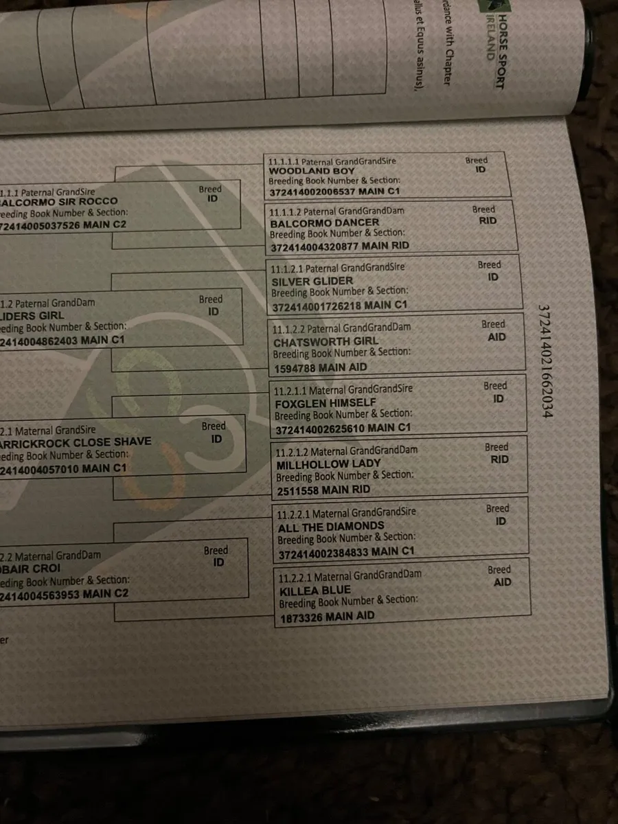 Irish draught filly foal - Image 3