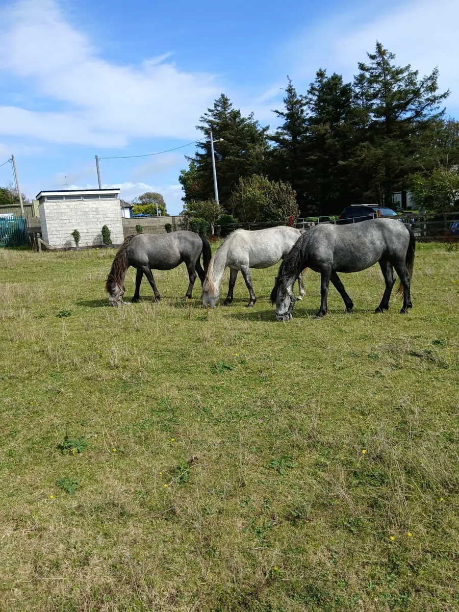 3 Connemara ponys geldings