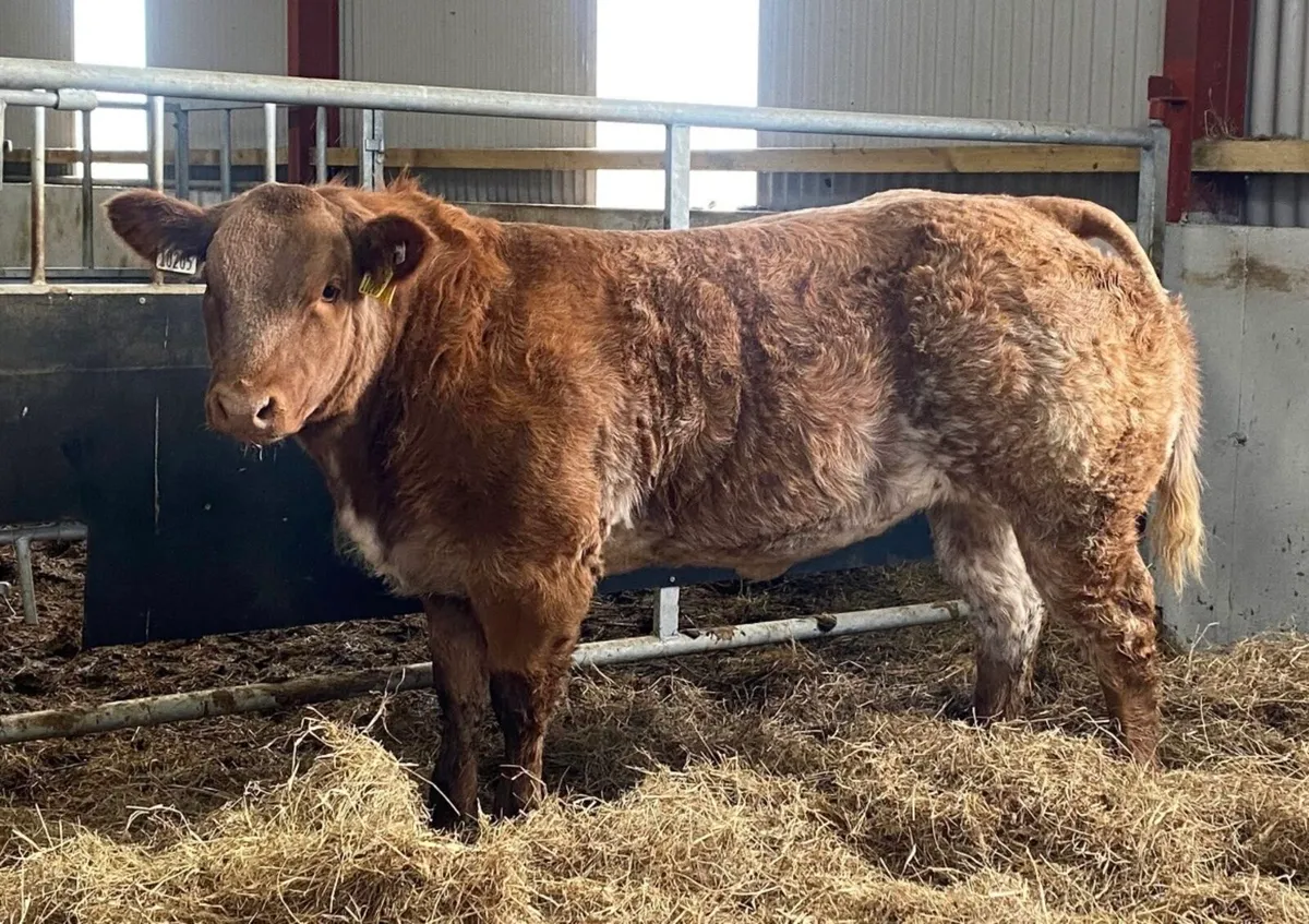 Gort Mart: Thurs 13th Nov: Entries - Image 2