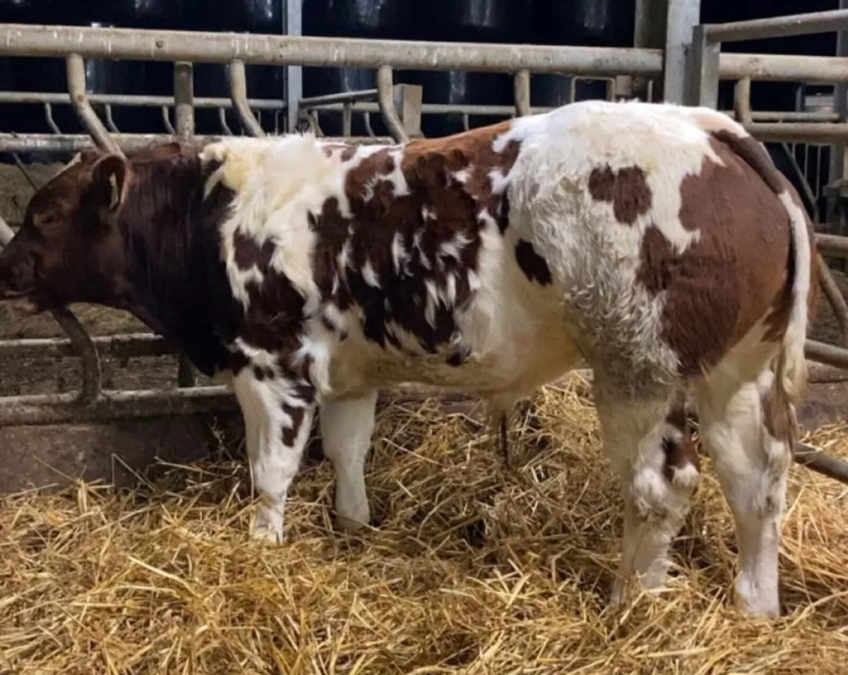 Gort Mart: Thurs 13th Nov: Entries - Image 3