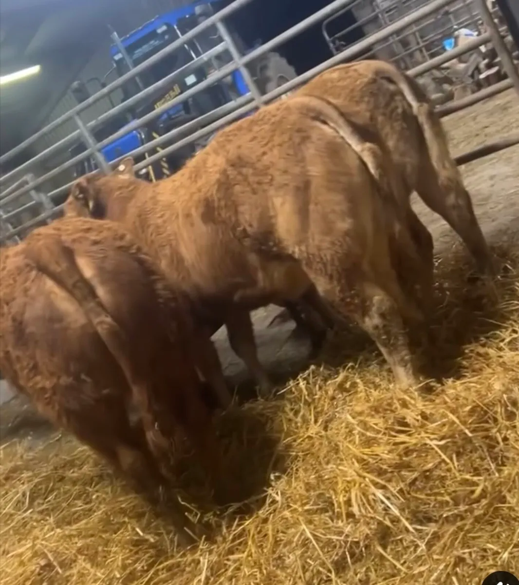 Gort Mart: Thurs 13th Nov: Entries - Image 4