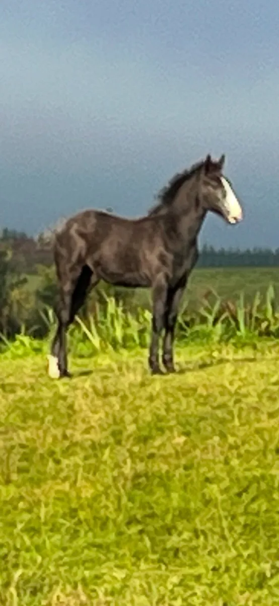Irish draught filly foal - Image 1