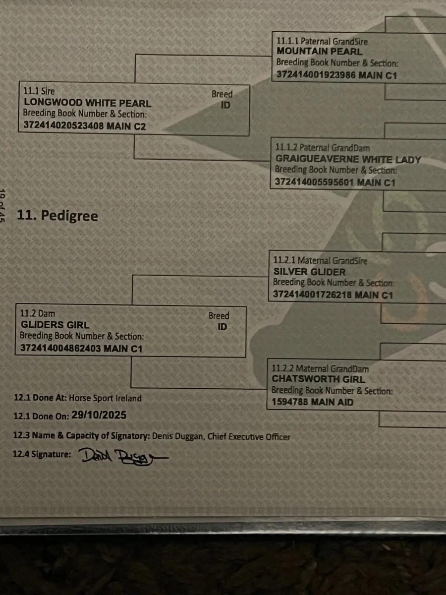Irish draught filly foal - Image 2