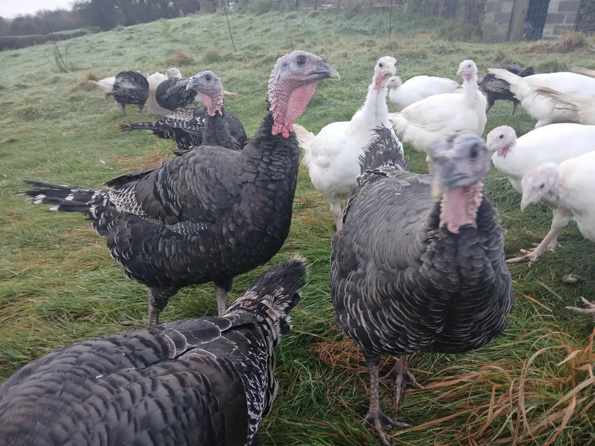 Christmas Turkeys - Image 1