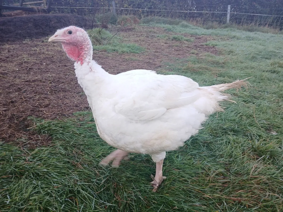 Christmas Turkeys - Image 2