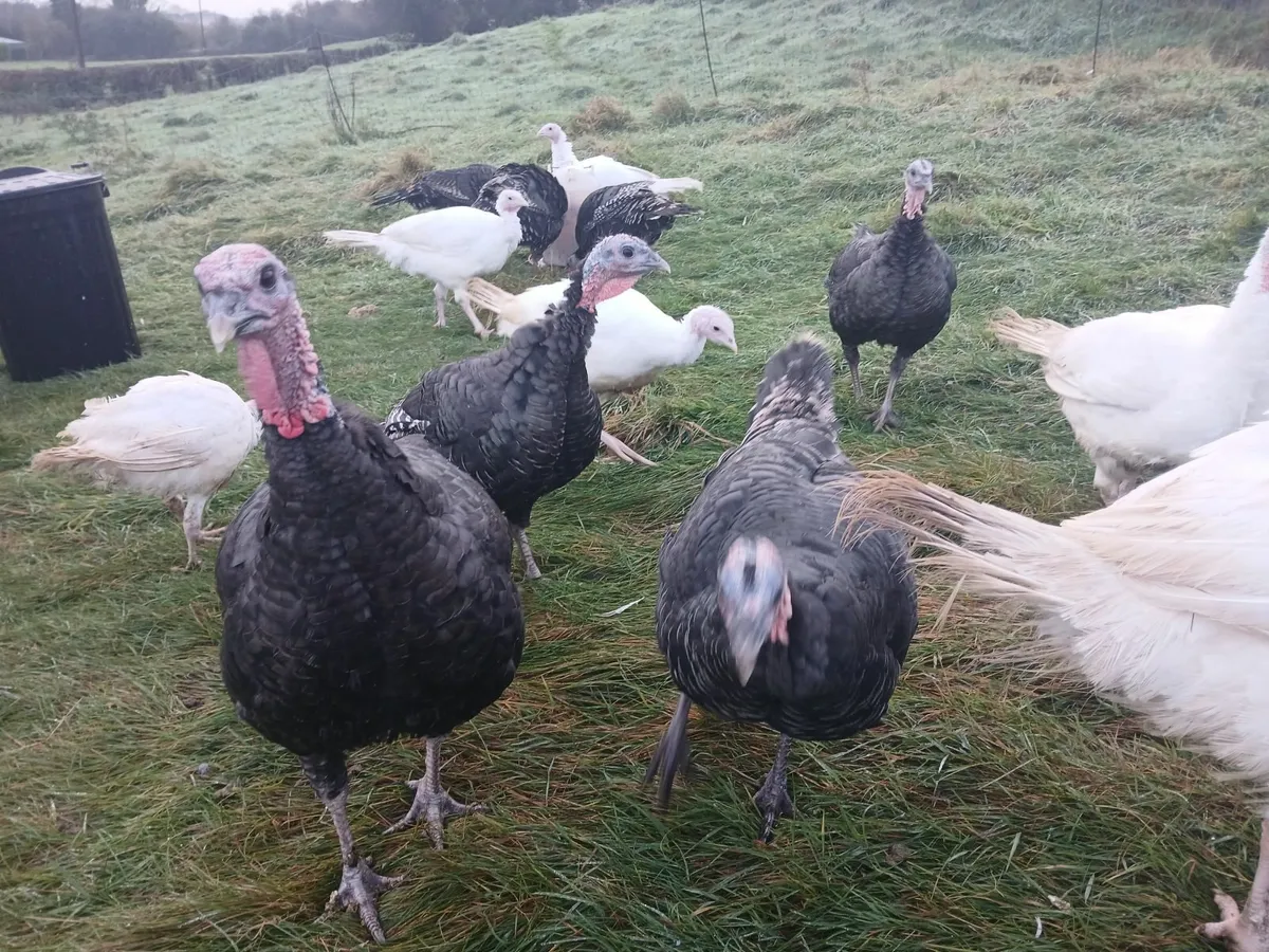 Christmas Turkeys - Image 3