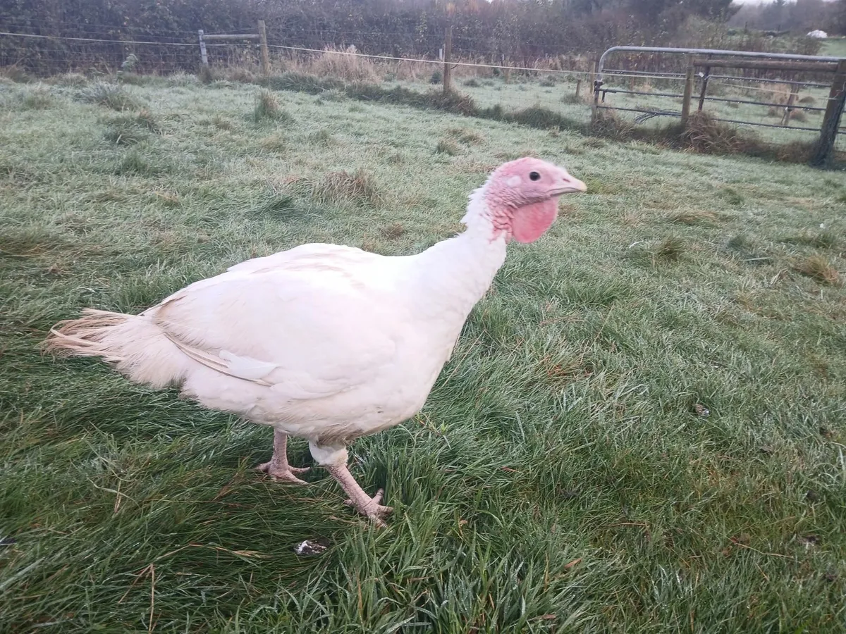 Christmas Turkeys - Image 4