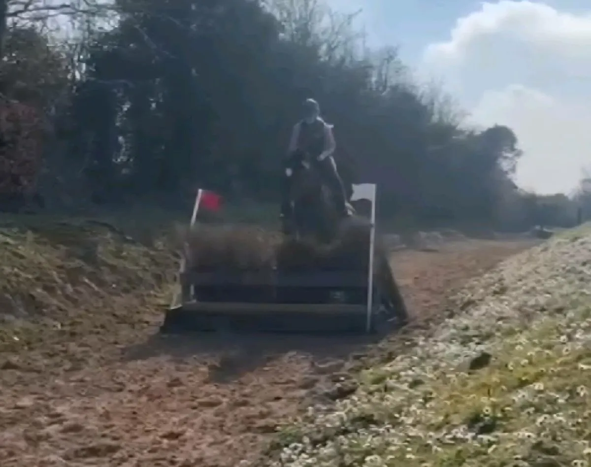 Perfect Hunter or riding club horse - Image 1