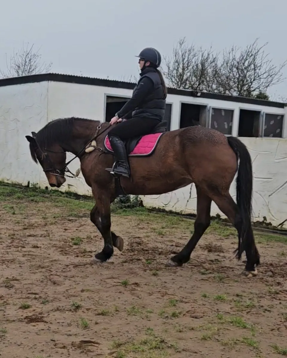 Perfect Hunter or riding club horse - Image 2