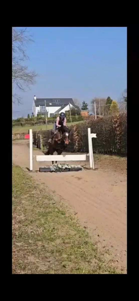 Perfect Hunter or riding club horse - Image 3