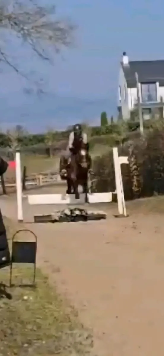 Perfect Hunter or riding club horse - Image 4