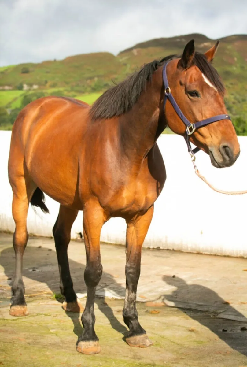 Perfect Hunter or riding club horse - Image 1