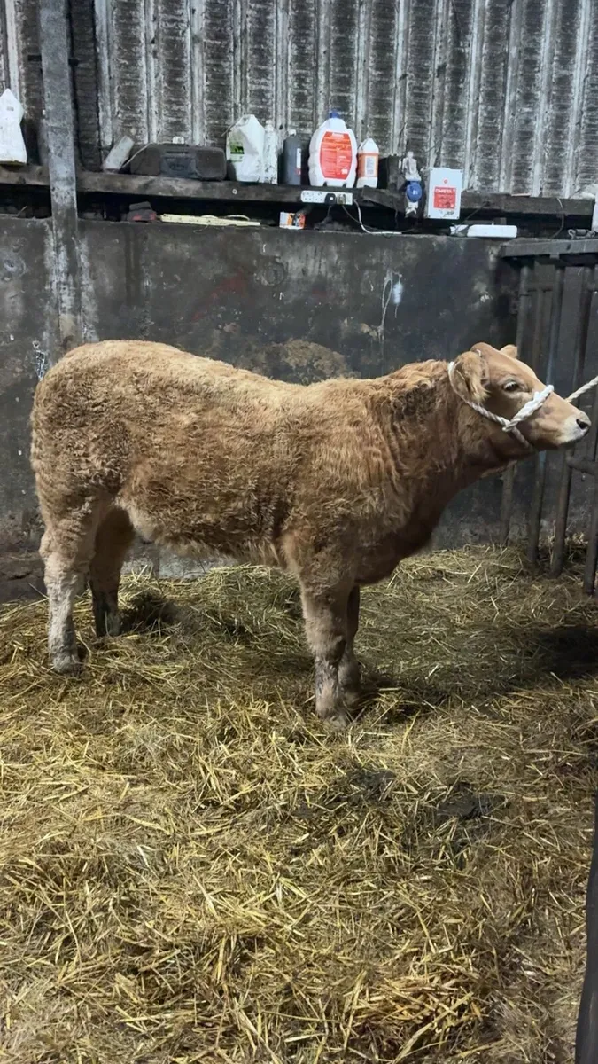 Show heifer gold star ecco - Image 1