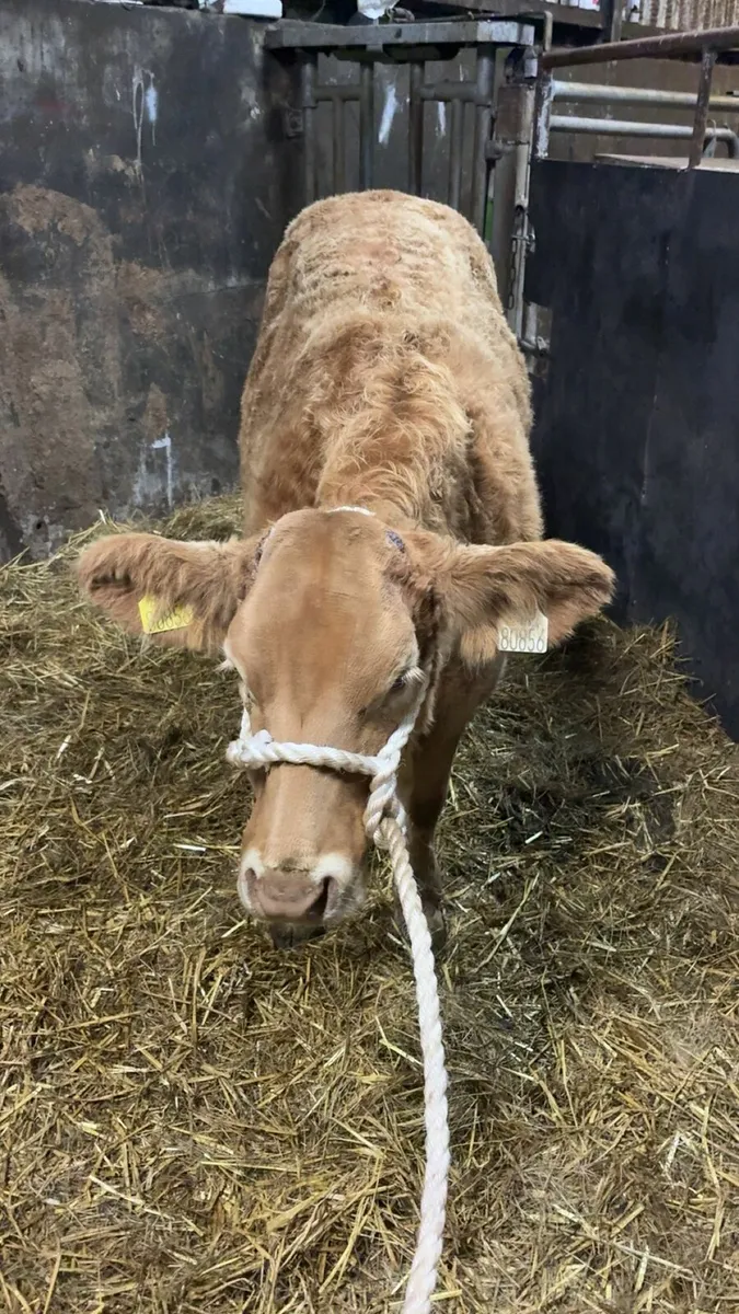 Show heifer gold star ecco - Image 4