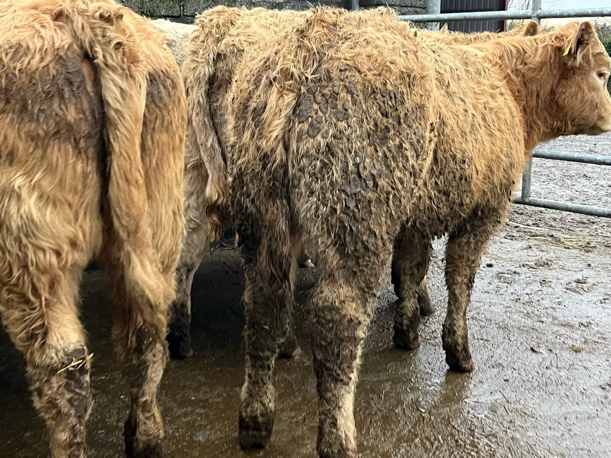 8 U Grade Charolais Heifers - Image 1