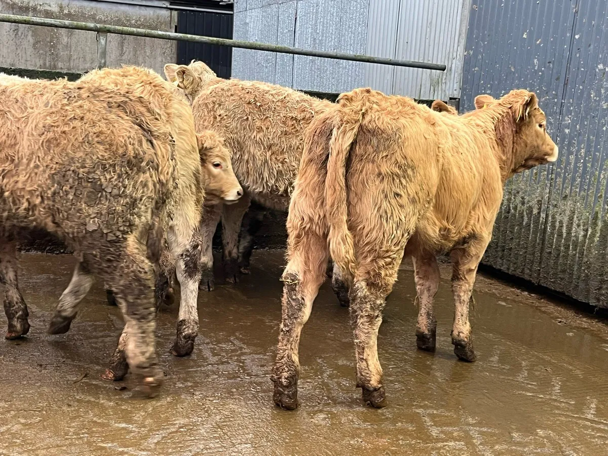 8 U Grade Charolais Heifers - Image 3